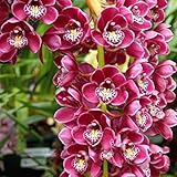 Foto TOYHEART 50 Piezas De Semillas De Flores De Primera Calidad, Semillas De Phalaenopsis, Adornos De Orquídeas Para Paisajismo, Plántulas De Plantación De Flores De Colores Mezclados Para Jardín blanco, mejor precio 4,83 €, éxito de ventas 2025