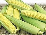 Photo Corn, Golden Bantam Yellow Corn, Heirloom, Non-GMO,20 Seeds, Delicious and Sweet Veggie, best price $1.99 ($0.10 / Count), bestseller 2024