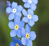 Photo Big Pack - (50,000) French Forget Me Not, Myosotis sylvatica Flower Seeds - Perennial Zone 3-9 - Flower Seeds By MySeeds.Co (Big Pack - Forget Me Not), best price $12.95 ($0.00 / Count), bestseller 2025