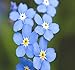 Big Pack - (50,000) French Forget Me Not, Myosotis sylvatica Flower Seeds - Perennial Zone 3-9 - Flower Seeds By MySeeds.Co (Big Pack - Forget Me Not) new 2024