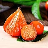 Foto 200 Piezas Physalis Peruviana Semillas Que Cultivan Frutos De Grosella Espinosa Heirloom No Transgénicos En El Jardín Crecimiento Natural Fácil De Manejar Adecuado Para Principiantes, mejor precio 4,99 €, éxito de ventas 2025