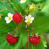 Photo Outsidepride Strawberry Vesca Baron - 5000 Seeds, best price $5.49, bestseller 2025