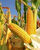 Photo 300 Seeds Yellow Dent Corn Kernels Grain Corn Seeds Field Corn for Corn Meal Grinding Planting Heirloom Non-GMO, best price $10.50 ($148.94 / Ounce), bestseller 2024