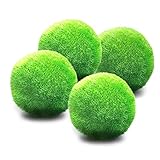 Foto Luffy gigante Marimo Musgo Ball X 3 pcs + 1 libre Nano Marimo, mejor precio 17,70 €, éxito de ventas 2025