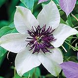 Photo 50 White and Purple Clematis Seeds Bloom Climbing Perennial Flowers Seed Flower Vine Climbing Perennial, best price $9.99, bestseller 2024