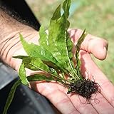 Photo Java Fern Microsorum pteropus Buy 2 Get 1 Free | Beginner Live Aquarium Aquatic Plants Freshwater Plant for Planted Tank , Best Tropical plants for Fish Tanks for Sale Online, best price $6.79, bestseller 2024