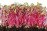 Photo Detroit Dark Red Beet Microgreens Seeds, 100+ Heirloom Seeds Per Packet, Non GMO Seeds, (Isla's Garden Seeds), Botanical Name: Beta vulgaris, best price $5.99 ($0.06 / Count), bestseller 2025