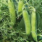 Photo Burpee Masterpiece Pea Seeds 200 seeds, best price $5.60, bestseller 2024