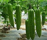 Photo 20 Bitter Melon Seed(s)-ASFP Green Skin Bitter Gourd Ku Gua 青皮苦瓜, Can Grow in Pot or Tray, best price $16.22, bestseller 2024