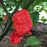 Photo Wayland Chiles Carolina Reaper Seeds (Red), best price $9.50, bestseller 2024