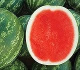 Photo David's Garden Seeds Fruit Watermelon (Seedless) Chunky (Red) 25 Non-GMO, Hybrid Seeds, best price $9.95, bestseller 2025