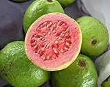 Foto Guayaba frutas tropicales Psidium guajava semillas de árboles de guayaba exótica comestible 15 SEMILLAS, mejor precio 1,99 €, éxito de ventas 2025