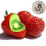 Foto yanbirdfx Blumen Samen für Garten und Balkon-500 Stück Seltene Erdbeer-Kiwisamen Süße Früchte Yard Bonsai Garden Balcony Plant - Kiwi-Erdbeersamen, bester Preis 8,99 € (8,99 € / count), Bestseller 2025