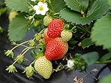 Photo Everbearing Strawberry Seeds 200PCS Non-GMO, best price $8.99 ($0.04 / Count), bestseller 2025