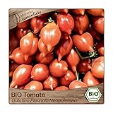 Foto Samenliebe BIO Tomaten Samen alte Sorte Galatino Piennolo Neapoletano süße Kirschtomate Cherrytomate rot 10 Samen samenfestes Gemüse Saatgut für Gewächshaus Freiland und Balkon BIO Gemüsesamen, bester Preis 3,39 €, Bestseller 2024