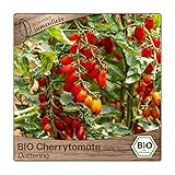 Foto Samenliebe BIO Cherrytomaten Samen alte Sorte Datterino süße Romatomate längliche Tomate rot 10 Samen samenfestes Gemüse Saatgut für Gewächshaus Freiland und Balkon BIO Gemüsesamen, bester Preis 3,49 €, Bestseller 2025