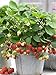 100+ Wild Strawberry Strawberries Seeds Fragaria Vesca Edible Garden Fruit Heirloom Non-GMO new 2024