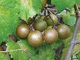 Photo 15 Seeds of Bronze Scuppernong (Muscadine) Female Native Heirloom Grape Non GMO, best price $15.99, bestseller 2024