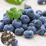 Foto Semilla de fruta fresca con 100pcs / bolsa de semillas de arándanos Suculentas nutritivas mini semillas de frutas georgicas para plantar garden yard home landscaping, mejor precio 0,01 €, éxito de ventas 2025