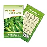 Foto Mini Snackgurke Salamanda F1 Samen - Cucumis sativus - Gurkensamen - Gemüsesamen - Saatgut für 6-8 Pflanzen, bester Preis 2,29 € (0,38 € / stück), Bestseller 2024