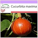 Foto SAFLAX - Calabaza Hokkaido - 10 semillas - Cucurbita maxima, mejor precio 3,95 €, éxito de ventas 2024