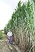 Elephant Grass Seeds - 100 Seeds - Tallest Grass in The World - Ships from Iowa, Made in USA new 2024
