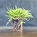 Zoysia Plugs - 50 Full & Lush Grass Plugs | Mature Roots | Individually Grown new 2024