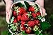 Albion Everbearing Strawberry Bare Roots Plants, 25 per Pack, Hardy Plants Non GMO… new 2024