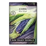 Photo Sow Right Seeds - Blue Hopi Corn Seed for Planting - Non-GMO Heirloom Packet with Instructions to Plant and Grow an Outdoor Home Vegetable Garden - Great for Blue Corn Flour - Wonderful Gardening Gift, best price $4.99, bestseller 2024