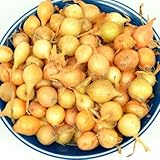 Photo Yellow Onion Sets Stuttgarter Onion Bulbs 50-60 Bulbs 8 oz, best price $8.95 ($1.12 / Ounce), bestseller 2024