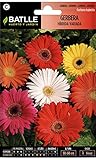 Foto Gerbera HIBRIDA Variada, mejor precio 1,88 €, éxito de ventas 2025