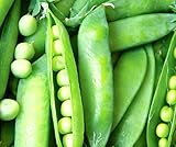 Photo 50 Lincoln Pea Seeds | Non-GMO | Fresh Garden Seeds, best price $6.95, bestseller 2024