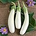 David's Garden Seeds Eggplant Casper 3411 (White) 50 Non-GMO, Open Pollinated Seeds new 2024