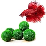 Foto Luffy Nano Betta Balls, 0.4-inches, Live Round-Shaped Marimo Plant, 5-Pieces, mejor precio 8,95 €, éxito de ventas 2025