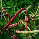 Photo Top Pick Brown Crowder Pea/Cowpea- 50 Seeds - Heirloom & Open-Pollinated Variety, USA-Grown, Non-GMO Vegetable Seeds for Planting Outdoors in The Home Garden, Thresh Seed Company, best price $7.99, bestseller 2024