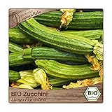 Foto Samenliebe BIO Zucchini Samen alte Sorte Lungo Fiorentino nussige italienische Zucchini gerippt sternförmig gestreift hellgrün 10 Samen samenfestes Gemüse Saatgut für Gewächshaus Freiland und Balkon, bester Preis 3,59 €, Bestseller 2024