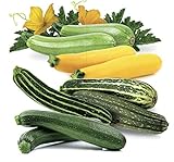 Photo Seeds4planting - Seeds Zucchini Courgette Squash Summer Mix 35 Days Fast Heirloom Vegetable Non GMO, best price $6.94, bestseller 2024