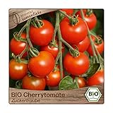 Foto Samenliebe BIO Cherrytomaten Samen Zuckertraube besonders süße Cocktailtomate Tomate rot 10 Samen samenfestes Gemüse Saatgut für Gewächshaus Freiland und Balkon BIO Gemüsesamen, bester Preis 3,59 €, Bestseller 2025