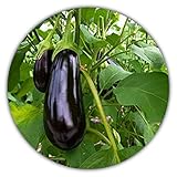 Foto Aubergine - ca.50 Samen - Solanum melongena - guter Ertrag - Resistente Sorte, bester Preis 3,49 €, Bestseller 2025