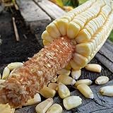 Photo Pencil Cob Corn - 1 OZ ~130 Seeds - Non-GMO, Open Pollinated, Heirloom, Vegetable Gardening Seeds, best price $9.89, bestseller 2025