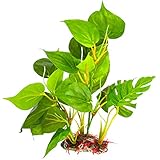 Foto SunGrow Planta Planta Plástica, Hoja para Acuarios de Agua Dulce o Acuario Salada, Ultra Realista Tamaño Mediano (10 Inch), Excelente Punto de equitación para Pescados, Reptiles y Anfibios, mejor precio 5,95 €, éxito de ventas 2025