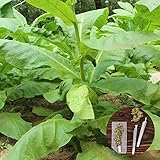 Foto clifcragrocl Semillas orgánicas Virginia Tabaco Heirloom - Semillas de plantas frescas - Fácil de cultivar, mejor precio 1,29 €, éxito de ventas 2025