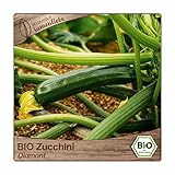 Foto Samenliebe BIO Zucchini Samen Diamant grün 10 Samen samenfestes Gemüse Saatgut für Gewächshaus Freiland und Balkon BIO Gemüsesamen, bester Preis 3,49 €, Bestseller 2025