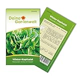 Foto Winter-Kopfsalat Maiwunder Samen - Lactuca sativa - Winter-Kopfsalatsamen - Gemüsesamen - Saatgut für 500 Pflanzen, bester Preis 1,99 € (0,00 € / stück), Bestseller 2025