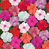 Photo Outsidepride Impatiens Clear Mix - 100 Seeds, best price $6.49 ($0.06 / Count), bestseller 2024