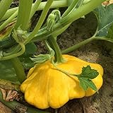 Foto strimusimak 5 unids Squash Squash Semillas Stimbing Vines Garden Plant Semillas Semillas Vegetales Para Home Garden Siembra al aire libre Semillas de calabaza, mejor precio 3,26 €, éxito de ventas 2025