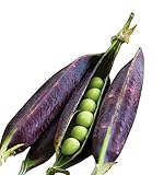 Photo Burpee Purple Podded Pea Seeds 200 seeds, best price $9.36 ($0.05 / Count), bestseller 2025