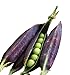Burpee Purple Podded Pea Seeds 200 seeds new 2024