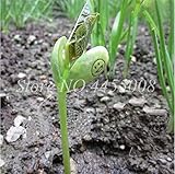 Foto Ponak Las nuevas 100 PC crecientes mágicas Mensaje SEMILLAS Frijoles de plantas para jardinería hermoso color verde, mejor precio 15,99 €, éxito de ventas 2024