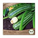 Foto Samenliebe BIO Zucchini Samen alte Sorte Striato D'Italia aromatisch milde italienische Zucchini gestreift 10 Samen samenfestes Gemüse Saatgut für Gewächshaus Freiland und Balkon BIO Gemüsesamen, bester Preis 3,49 €, Bestseller 2024